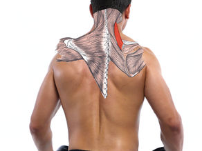 Meet Your Muscles: The Levator Scapulae