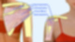 Meet Your Muscles: The Rotator Cuff