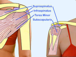 Meet Your Muscles: Rotator Cuff