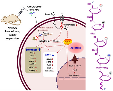 IGT in siRNA