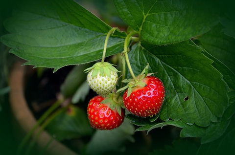 strawberry-plant-gc7f922674_640.jpg