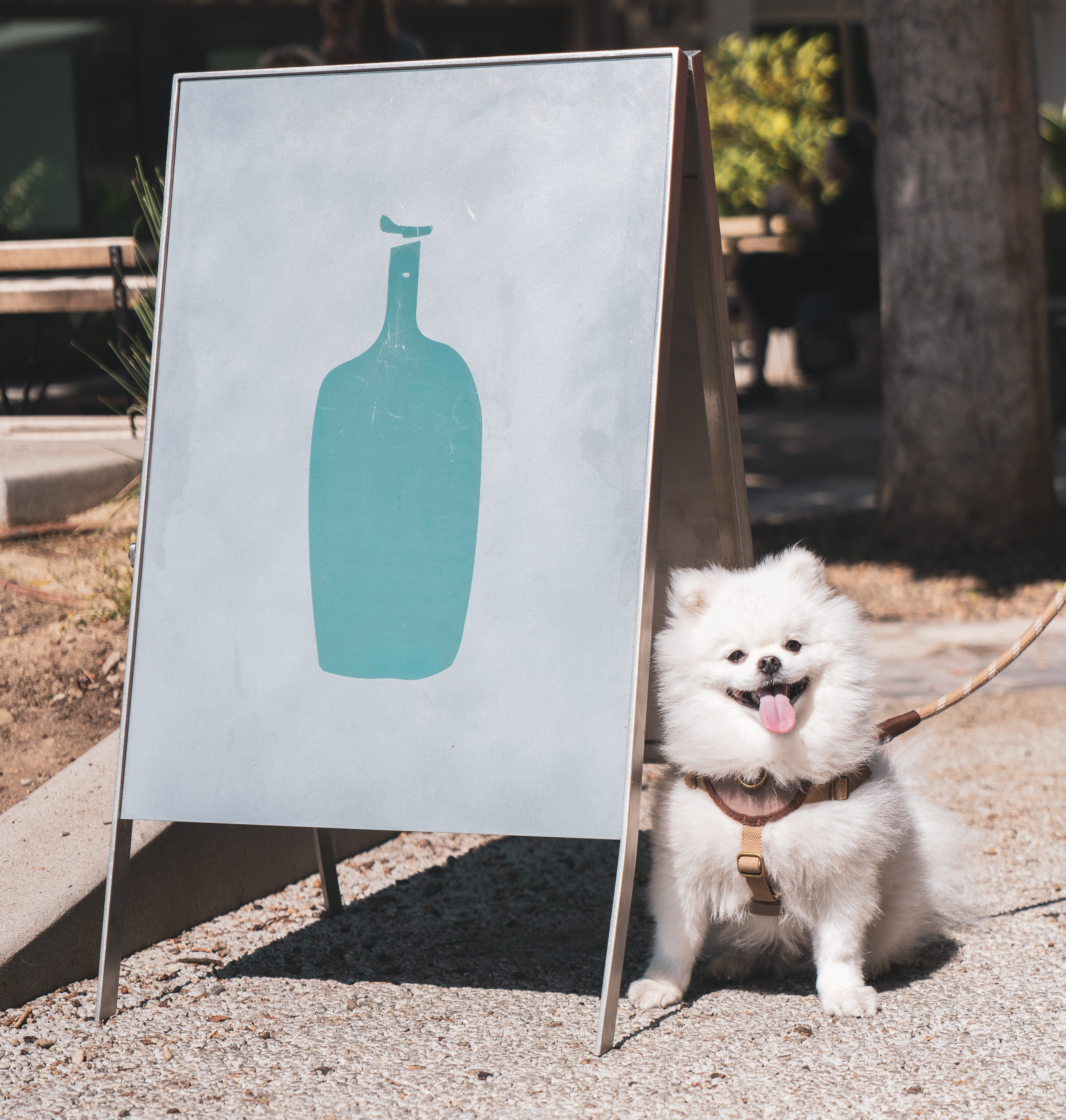 Blue Bottle Coffee