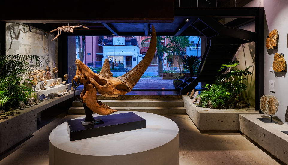 買える化石博物館 | 恐竜・古生物の化石ショップ(福岡市)