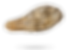 モササウルスの化石