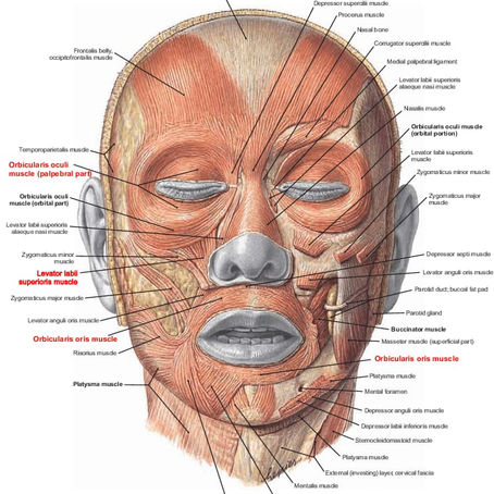 A schematic facial illustration showing how the fascia supports the skin.