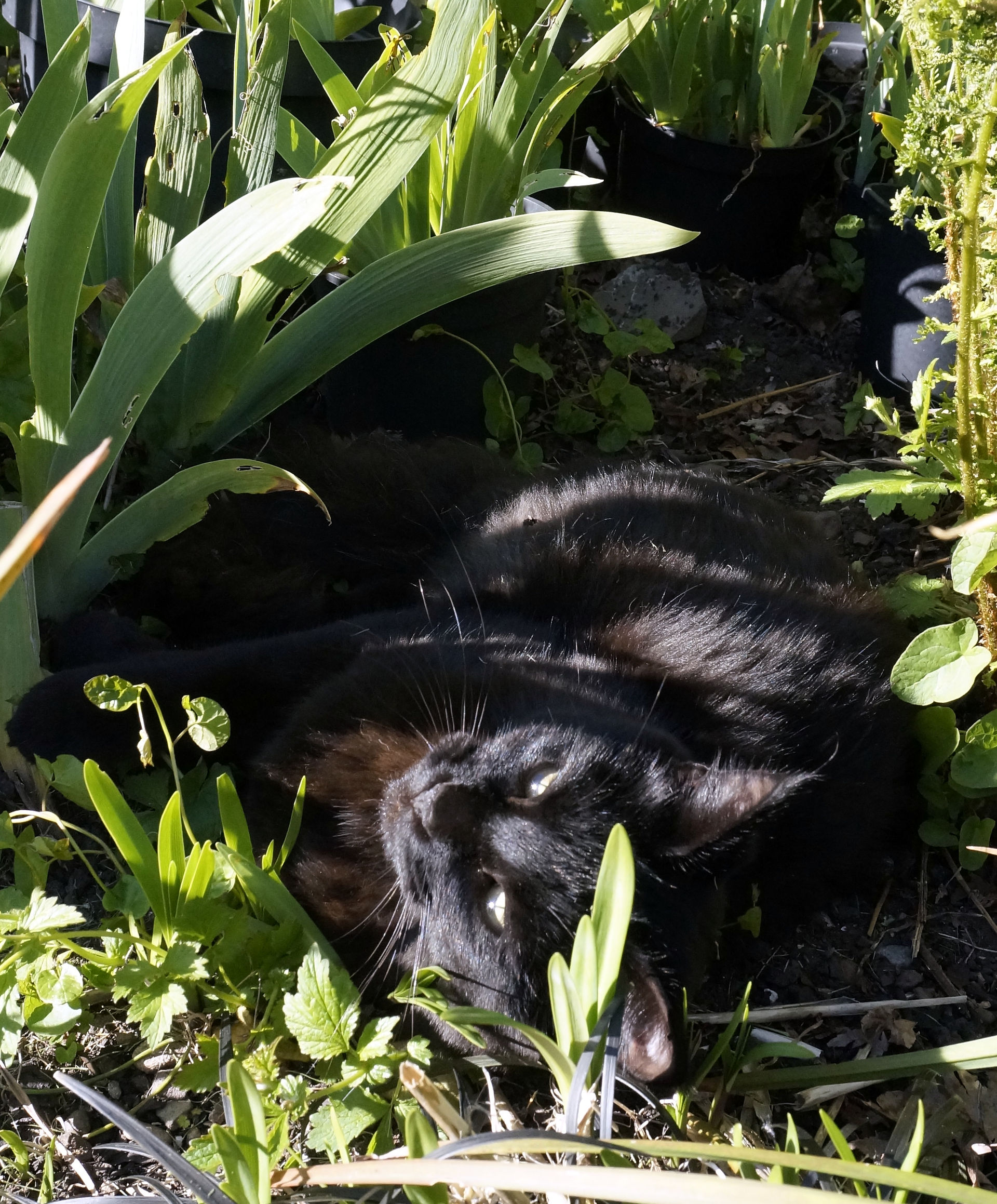 Mokka working hard at being a cat
