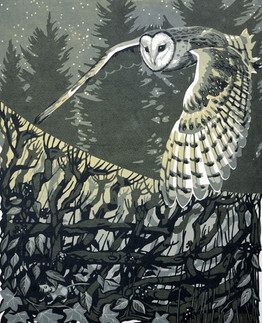 Barn Owl and Winter Hedgerow