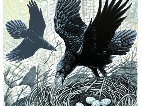 Ravens in the Old Quarry. The idea for this reduction linocut print has been in my mind for a couple of years. There is a valley and cliff face, on the way up the mountainside, that I visit and a lot. The old limestone quarry towers over the valley