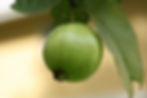 Guava