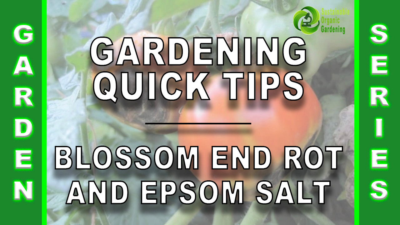 Wallpaper 148 Gardening Quick Tips Blossom End Rot Epsom Salt Free