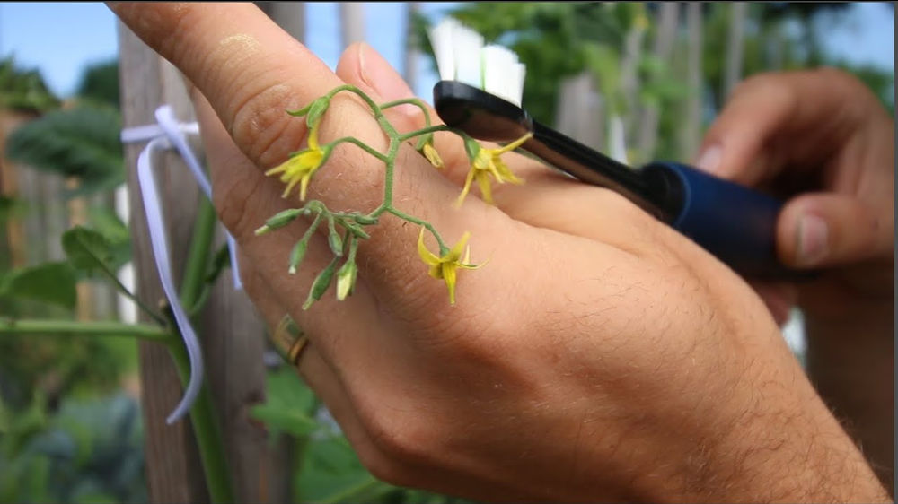 147 Gardening Quick Tips The Best Tomato Plant Pollination Method