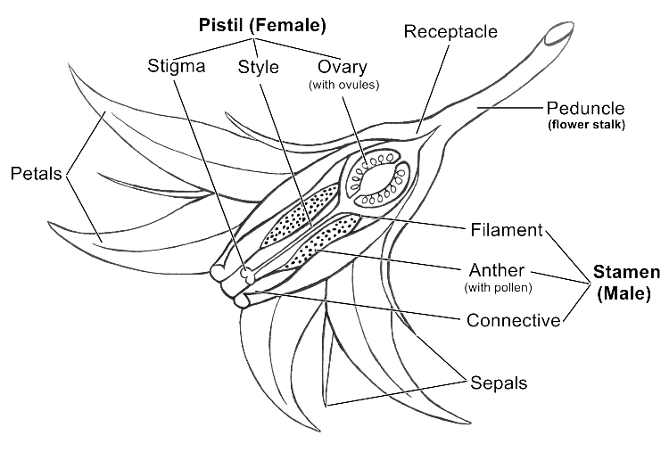 147 Gardening Quick Tips The Best Tomato Plant Pollination Method