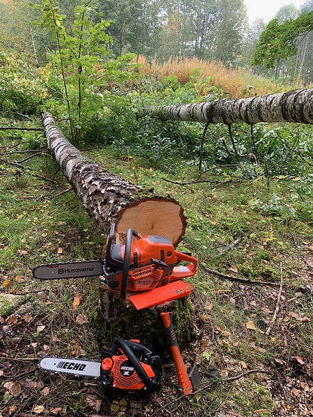 Trefelling gjort på en profesjonell måte