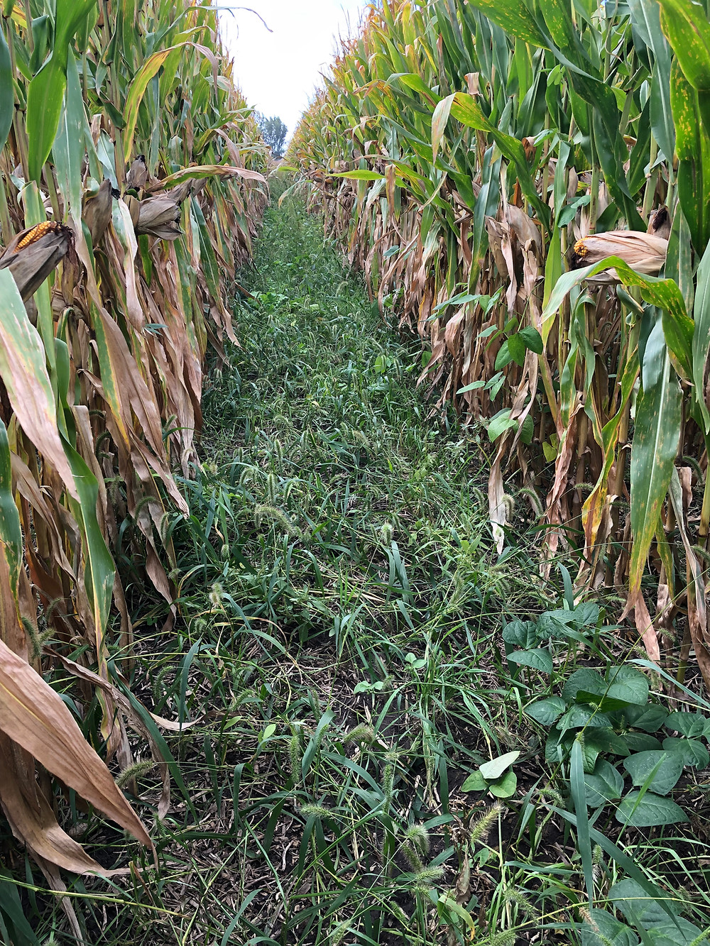 A snapshot of the June seeded cover crops just before harvest. The solid growth is attributed to planting timing and added sunlight due to the wide 60” corn configuration. The blend includes cereal rye, annual rye, cow peas, tillage radish, hairy vetch, and crimson clover.