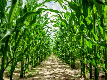 Ep. 32: The Story of the 2021 Growing Season (So Far!) with Doug Eickholt