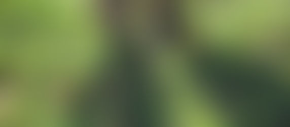 Why hippies hug trees and you should too