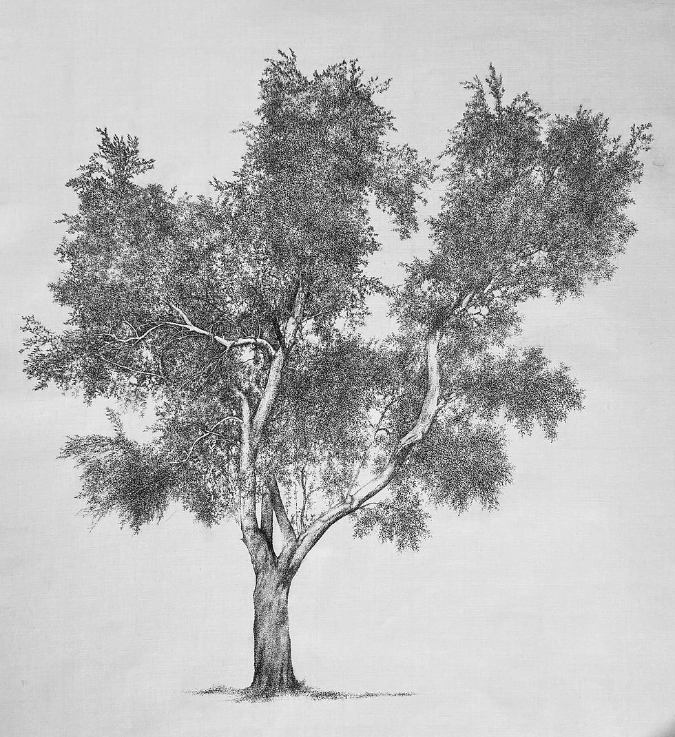 Olive Tree