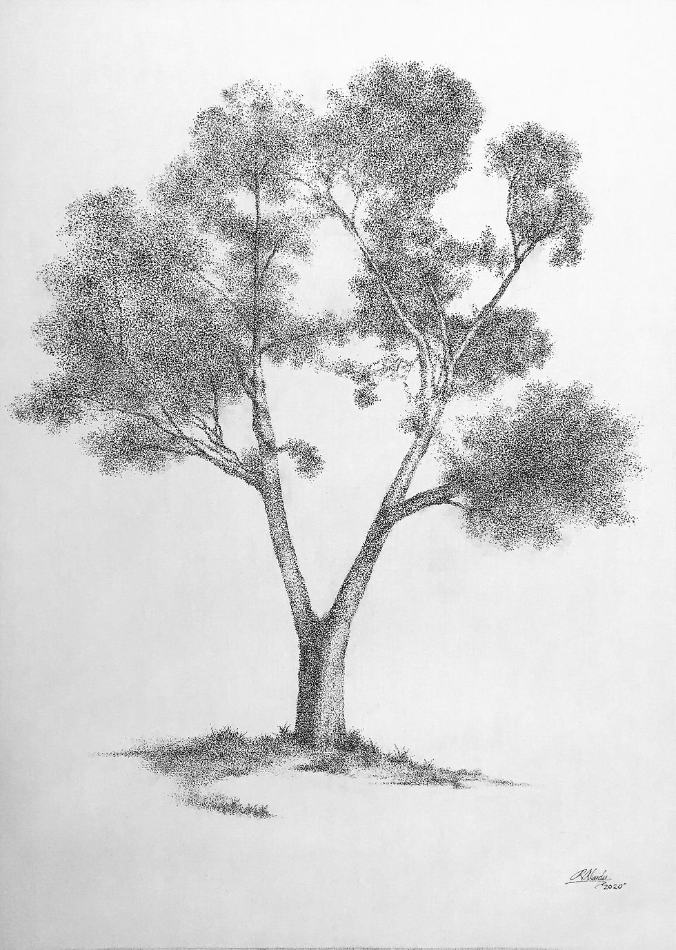 River Red Gum Tree