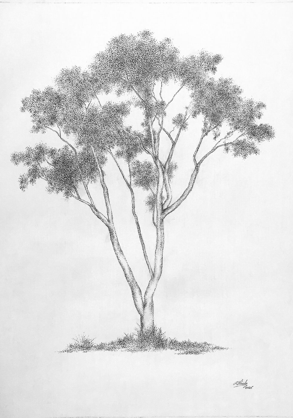 Ghost Gum Tree