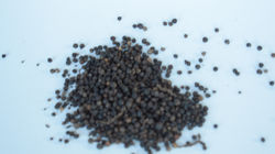 Black peppercorns (3)