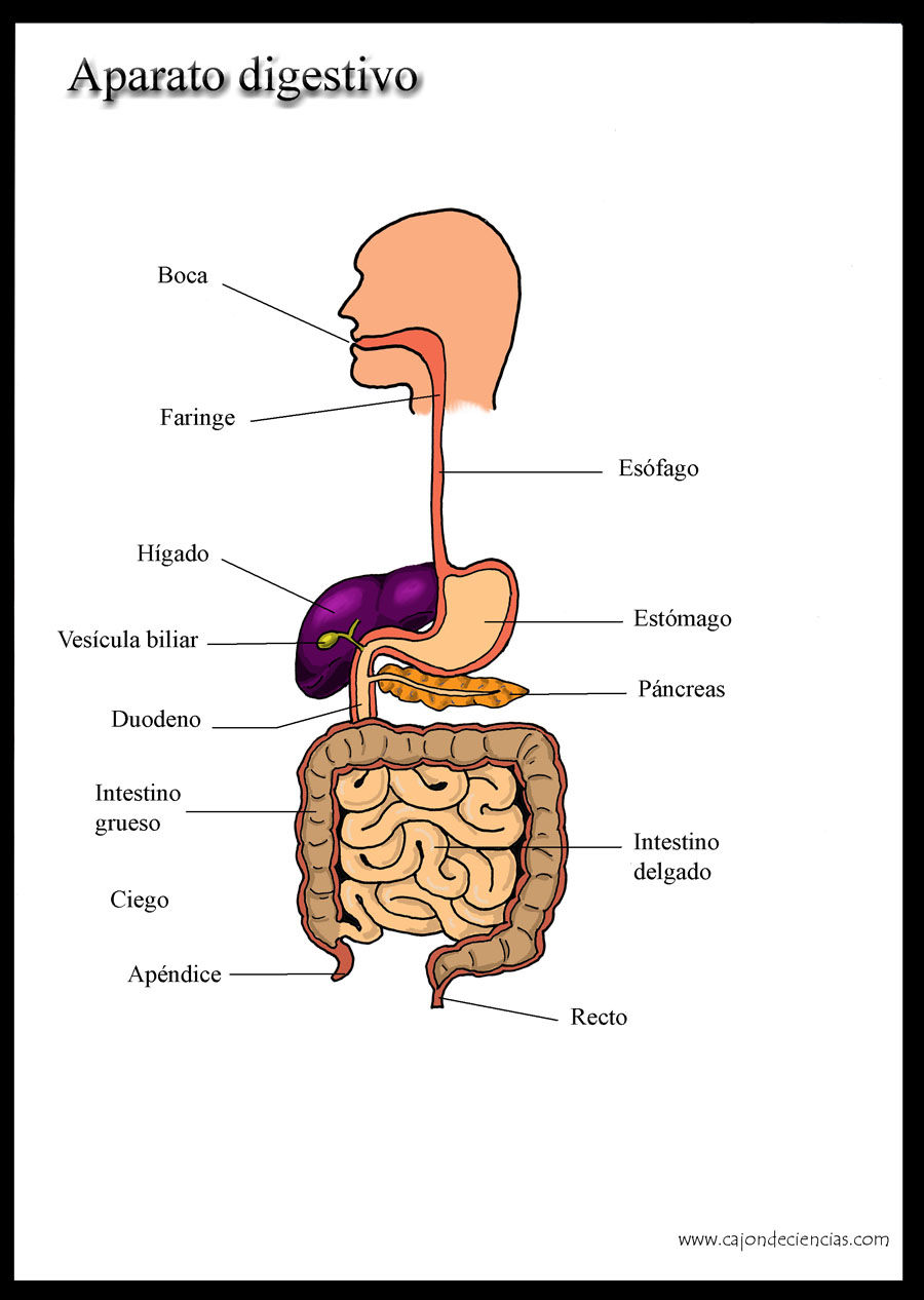 sistema digestivo humano
