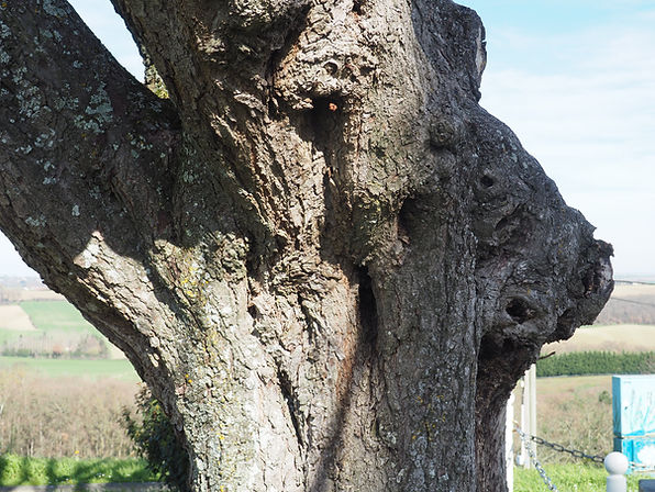 Arbre 11.2.JPG