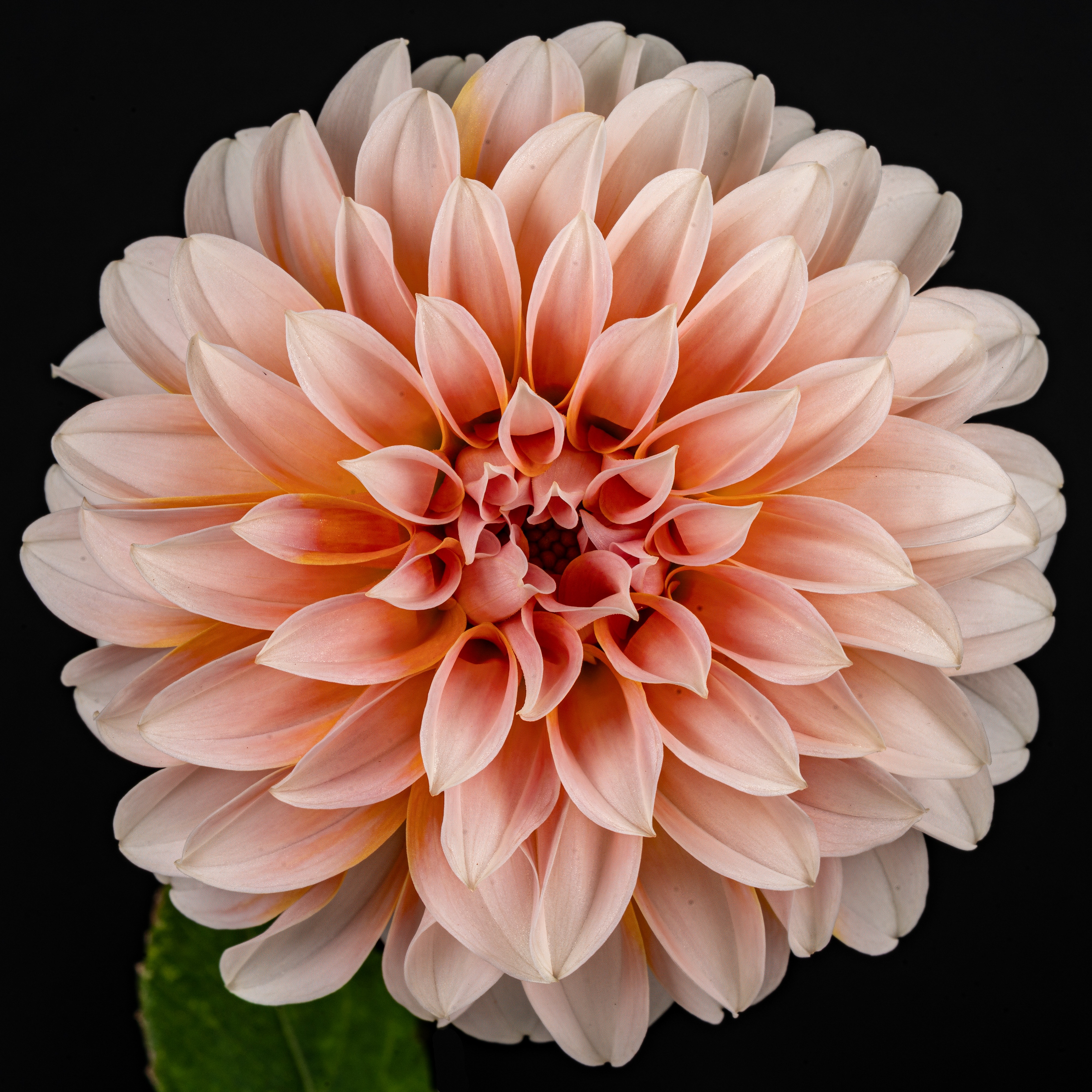 Woman with artichoke.jpg