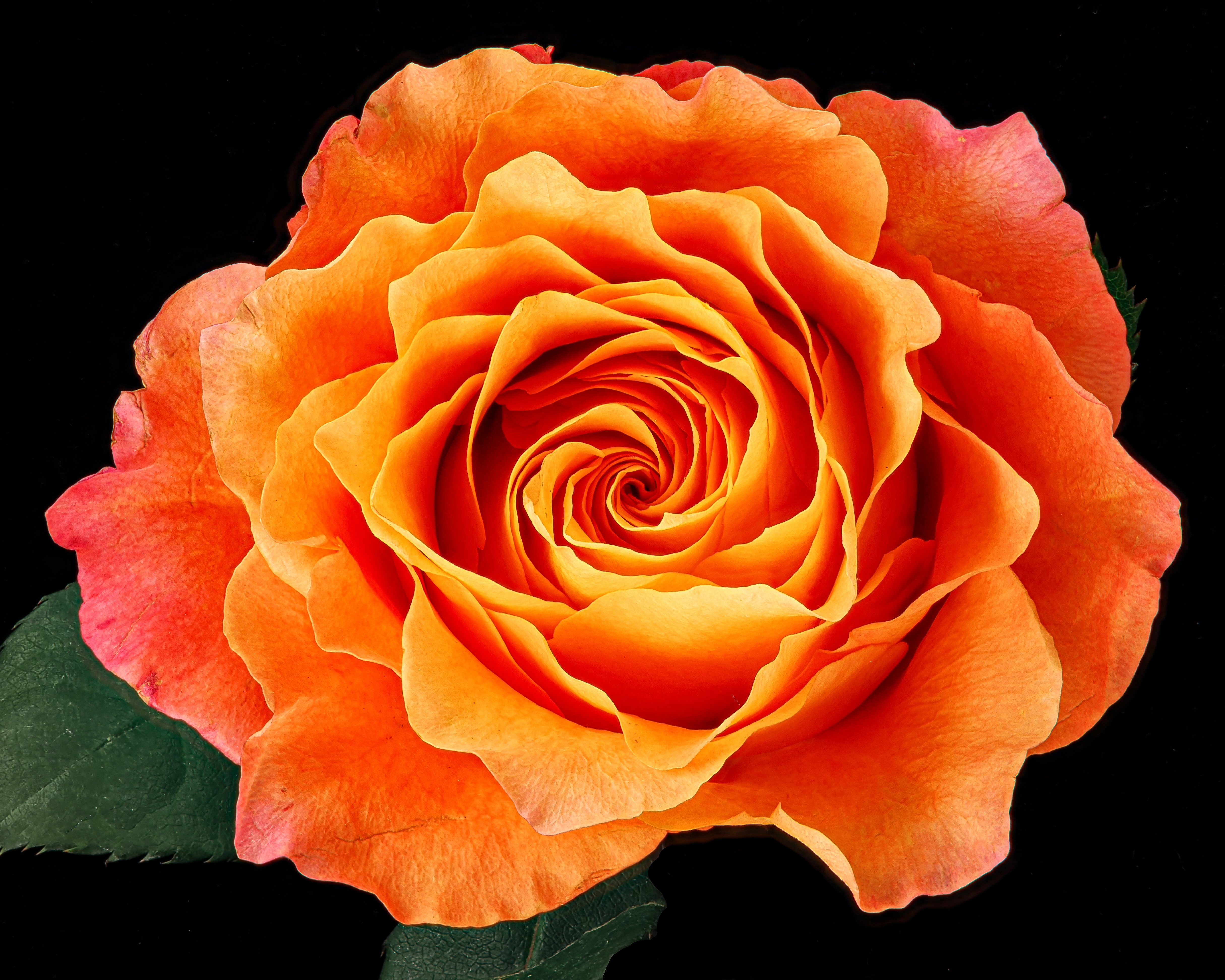 Woman with artichoke.jpg