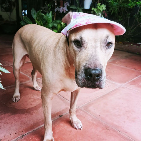Koko hat.jpg