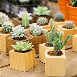 Cactus Collection