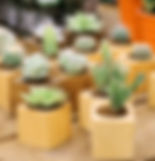 Cactus Collection