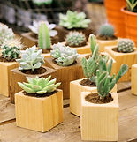 Cactus Collection