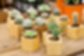 Cactus Collection