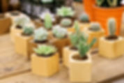 Cactus Collection