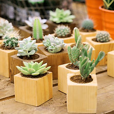 cactus Collection