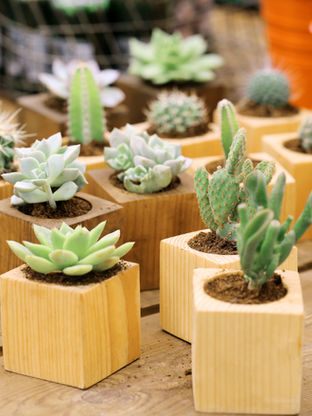 5 Types of Plants that one should Never Keep at Home According to Vastu Shastra.