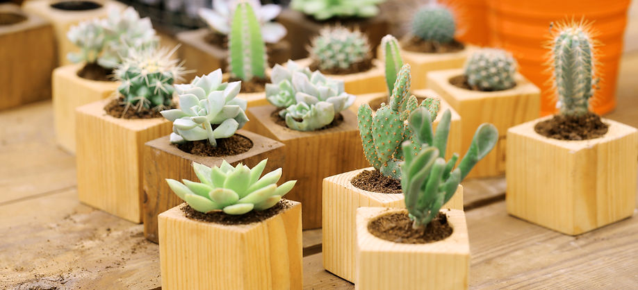 Cactus Collection