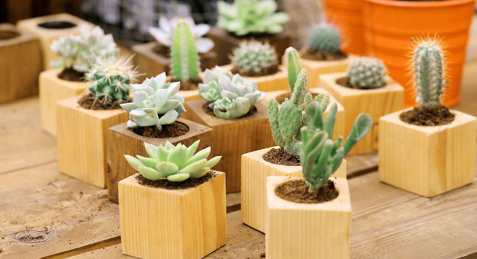 Cactus Collection
