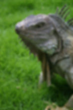 Iguana