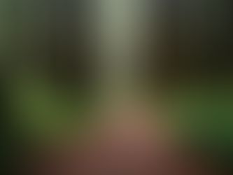 Exploring the Mountain Hiking Trails of Santa Cruz Mountains