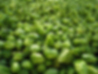 hop geeft aroma aan het bier