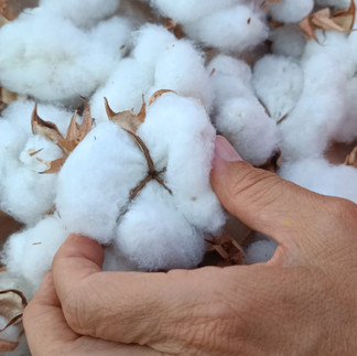 coltivazione di piante di cotone nella nostra azienda agricola a lucca