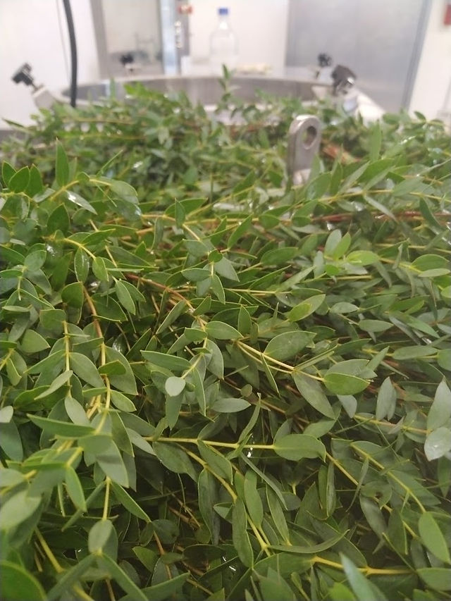 essenze ed estratti naturali biologici toscani