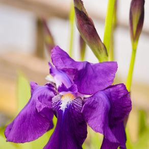 Sboccia la Primavera “a mare”: la rinascita della natura nel nostro Agriturismo e Fattoria Didattica