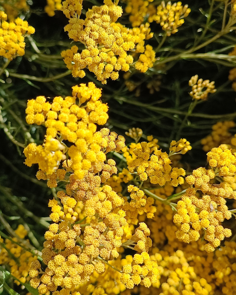solstizio d'estate e piante officinali