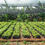 Thumbnail: UNGRAFTED ORGANIC CACAO SEEDLINGS