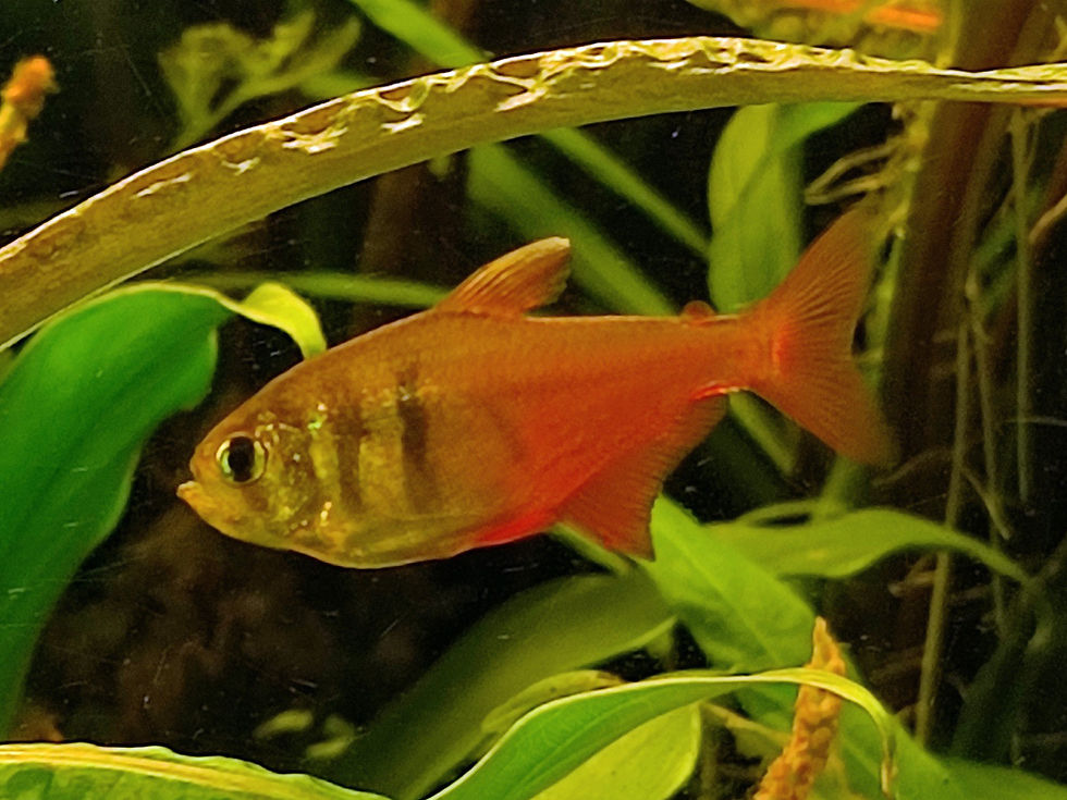 Orange fish swims amidst green plants in an aquarium, with a striped body and translucent fins, creating a calm and natural ambiance.