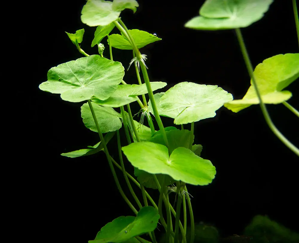 Pennywort Plant