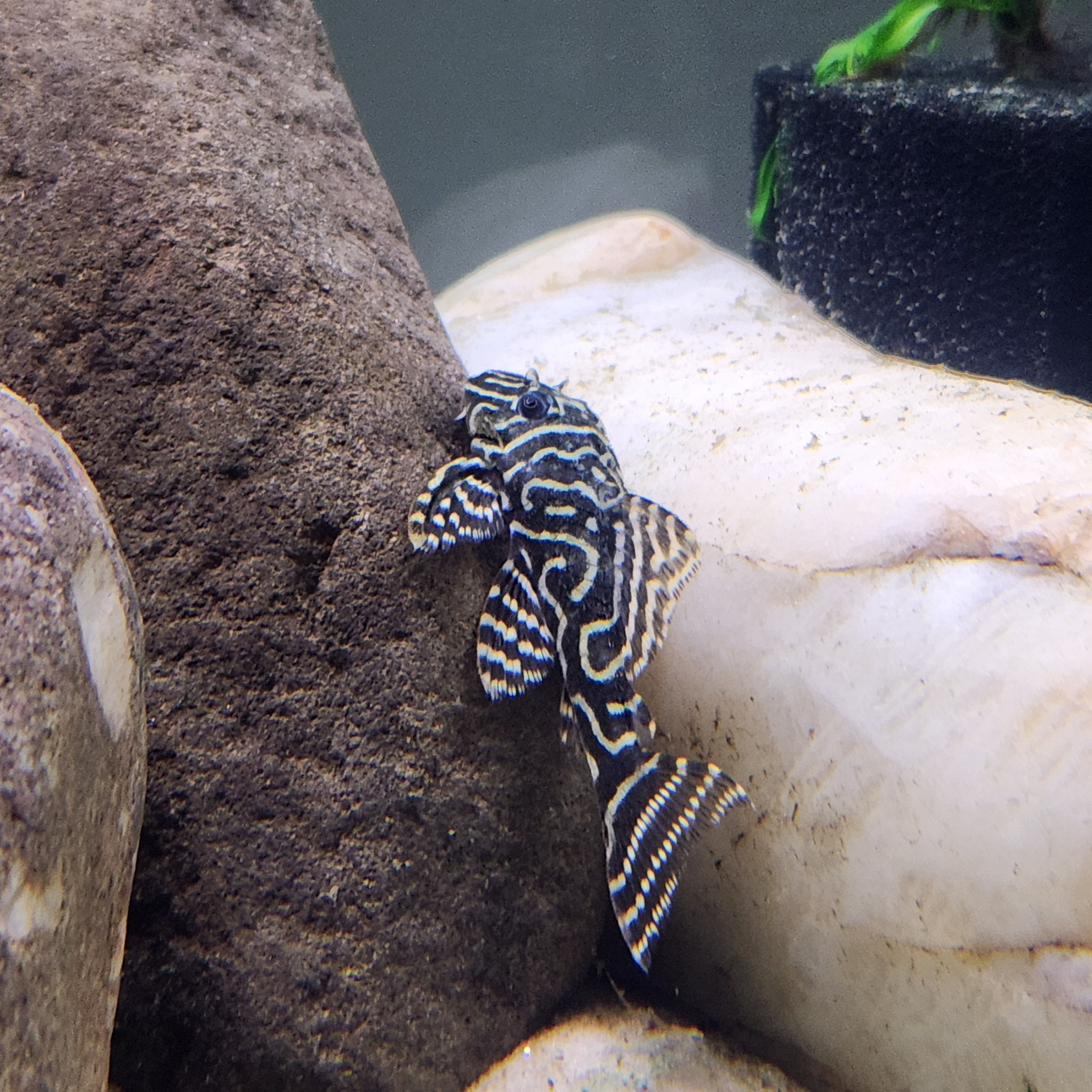 Columbian Zebra Pleco L129 Live Freshwater Fish 2.5-3"