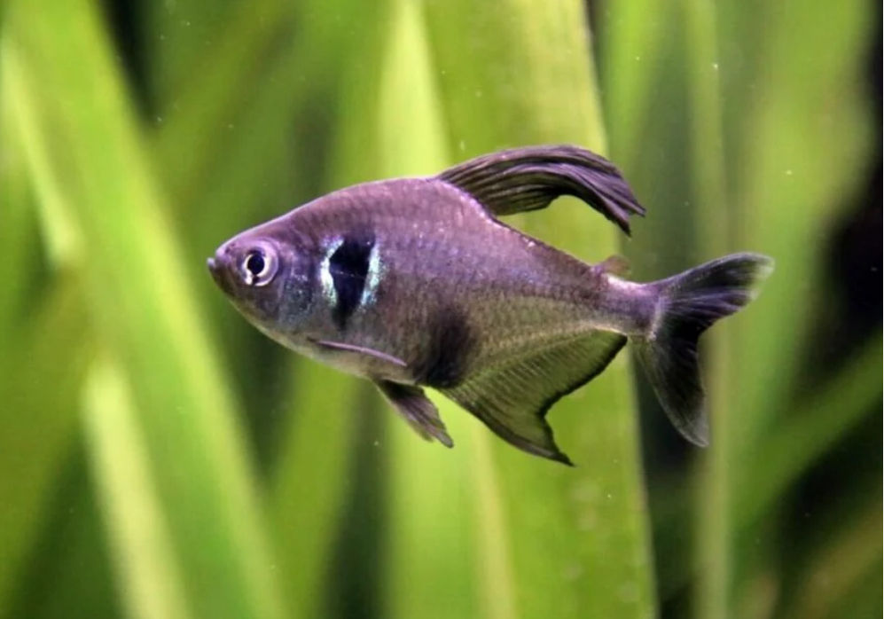 Black Phantom Tetra
